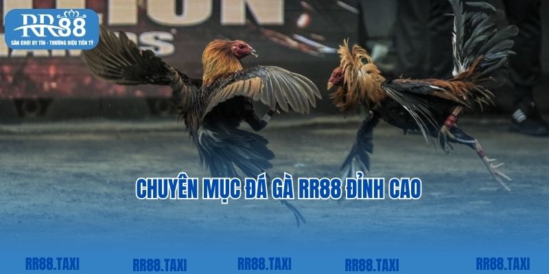 Cược đá gà mọi lúc cùng top game RR88 đỉnh cao
